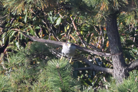 トリミング 2020/11月 SIGMA150-600C+D500 600mm F8 ss1/1250 ISO1600 AF-C 25点