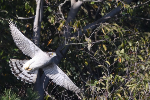 トリミング 2020/11月 SIGMA150-600C+D500 600mm F8 ss1/1250 ISO1600 AF-C 25点