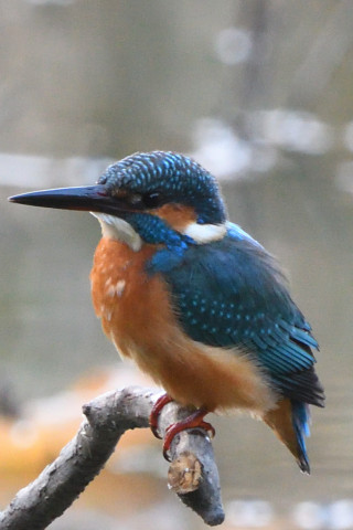 トリミング 2020/11月 SIGMA150-600C+D500 600mm F8 ss1/100 ISO1600