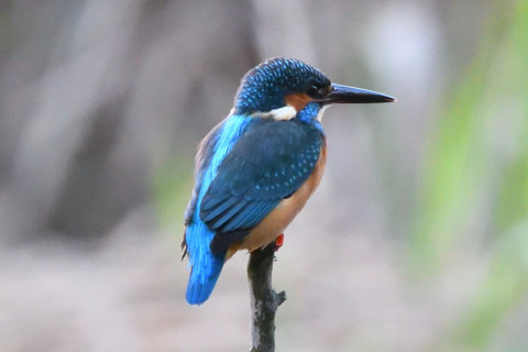 トリミング 2020/11月 SIGMA150-600C+D500 600mm F8 ss1/250 ISO4000