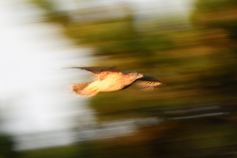 トリミング 2020/11月 SIGMA150-600C+D500 600mm F6.3 ss1/50 ISO100 AF-C 25点