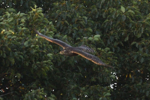 トリミング 2020/11月 SIGMA150-600C+D500 600mm F6.3 ss1/1250 ISO720 AF-C 25点