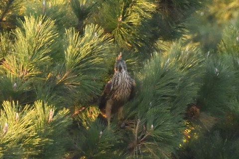 トリミング 2020/11月 SIGMA150-600C+D500 600mm F6.3 ss1/1250 ISO4000