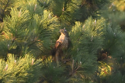 トリミング 2020/11月 SIGMA150-600C+D500 600mm F6.3 ss1/1250 ISO4000