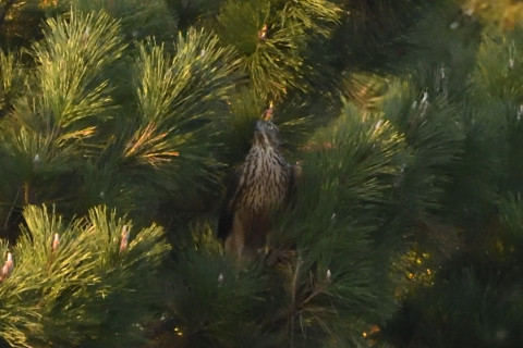 トリミング 2020/11月 SIGMA150-600C+D500 600mm F6.3 ss1/1000 ISO4000