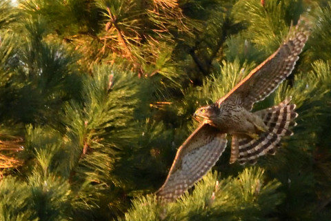 トリミング 2020/11月 SIGMA150-600C+D500 600mm F6.3 ss1/1000 ISO4000 AF-C 25点