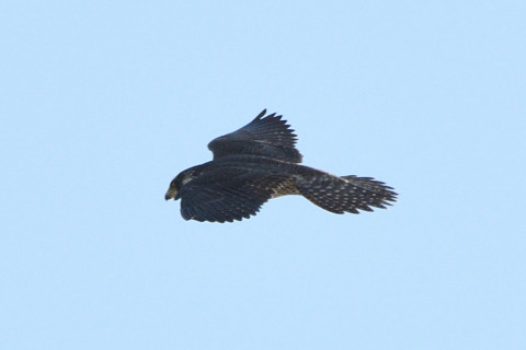 トリミング 2020/11月 SIGMA150-600C+D500 600mm F8 ss1/1250 ISO450 AF-C オート