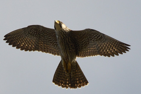 トリミング 2020/11月 SIGMA150-600C+D500 480mm F8 ss1/1250 ISO720 AF-C オート