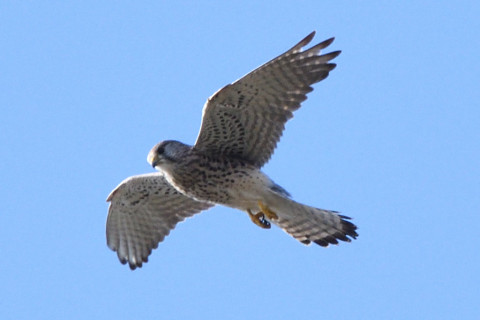 トリミング 2020/11月 SIGMA150-600C+D500 600mm F8 ss1/1250 ISO900 AF-C 25点