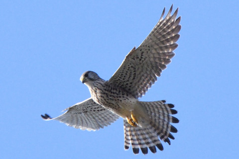 トリミング 2020/11月 SIGMA150-600C+D500 600mm F8 ss1/1250 ISO800 AF-C 25点