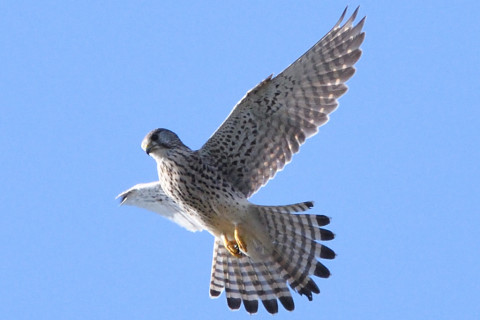 トリミング 2020/11月 SIGMA150-600C+D500 600mm F8 ss1/1250 ISO800 AF-C 25点