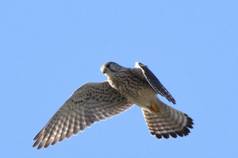 トリミング 2020/11月 SIGMA150-600C+D500 600mm F8 ss1/1250 ISO800 AF-C 25点