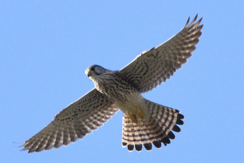 トリミング 2020/11月 SIGMA150-600C+D500 600mm F8 ss1/1250 ISO800 AF-C 25点