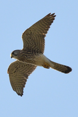 トリミング 2020/11月 SIGMA150-600C+D500 600mm F8 ss1/1250 ISO560 AF-C 25点