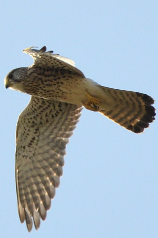 トリミング 2020/11月 SIGMA150-600C+D500 600mm F8 ss1/1250 ISO640 AF-C 25点