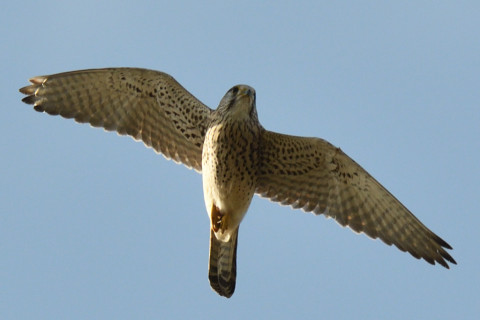 トリミング 2020/11月 SIGMA150-600C+D500 600mm F8 ss1/1250 ISO720 AF-C 25点