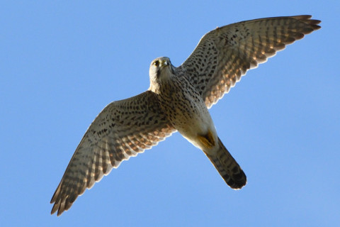 トリミング 2020/11月 SIGMA150-600C+D500 500mm F8 ss1/1250 ISO1000 AF-C 25点