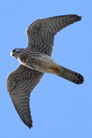 トリミング 2020/11月 SIGMA150-600C+D500 460mm F8 ss1/1250 ISO1250 AF-C 25点