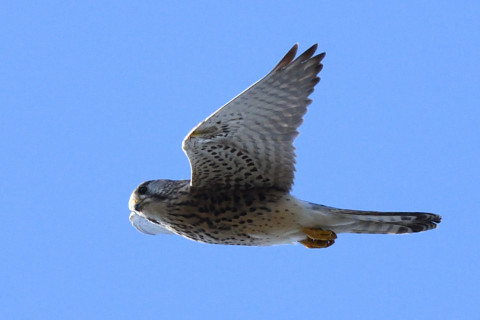 トリミング 2020/11月 SIGMA150-600C+D500 460mm F8 ss1/1250 ISO1100 AF-C 25点