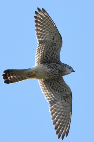 トリミング 2020/11月 SIGMA150-600C+D500 600mm F8 ss1/1250 ISO1400 AF-C 25点