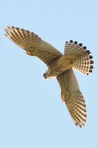 トリミング 2020/11月 SIGMA150-600C+D500 460mm F8 ss1/1250 ISO800 AF-C 25点