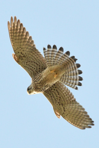 トリミング 2020/11月 SIGMA150-600C+D500 460mm F8 ss1/1250 ISO800 AF-C 25点