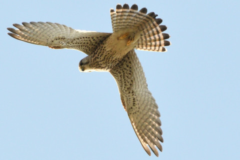 トリミング 2020/11月 SIGMA150-600C+D500 600mm F8 ss1/1250 ISO900 AF-C 25点