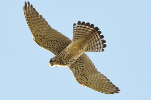 トリミング 2020/11月 SIGMA150-600C+D500 600mm F8 ss1/1250 ISO800 AF-C 25点