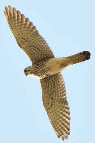 トリミング 2020/11月 SIGMA150-600C+D500 600mm F8 ss1/1250 ISO1100 AF-C 25点