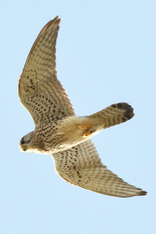 トリミング 2020/11月 SIGMA150-600C+D500 600mm F8 ss1/1250 ISO1100 AF-C 25点