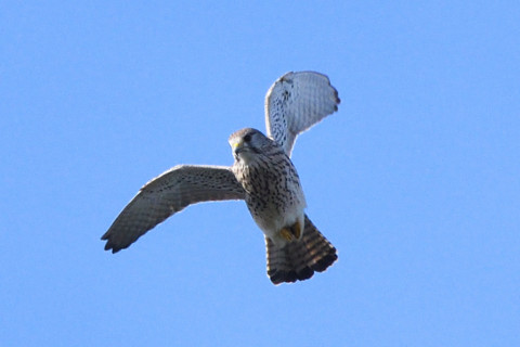 トリミング 2020/11月 SIGMA150-600C+D500 600mm F8 ss1/1250 ISO1100 AF-C 25点