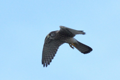 トリミング 2020/11月 SIGMA150-600C+D500 600mm F8 ss1/1250 ISO800 AF-C 25点