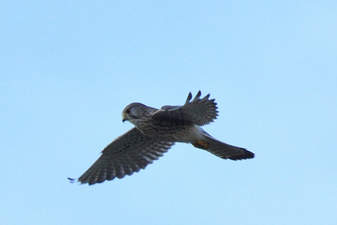 トリミング 2020/11月 SIGMA150-600C+D500 600mm F8 ss1/1250 ISO800 AF-C 25点