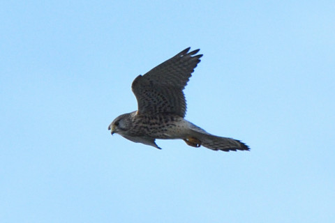 トリミング 2020/11月 SIGMA150-600C+D500 600mm F8 ss1/1250 ISO800 AF-C 25点