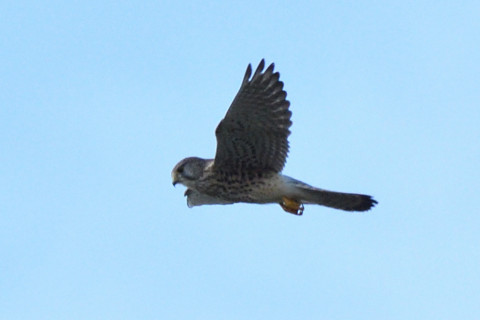 トリミング 2020/11月 SIGMA150-600C+D500 600mm F8 ss1/1250 ISO800 AF-C 25点