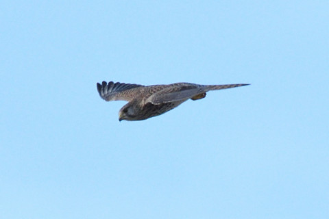 トリミング 2020/11月 SIGMA150-600C+D500 600mm F8 ss1/1250 ISO800 AF-C 25点