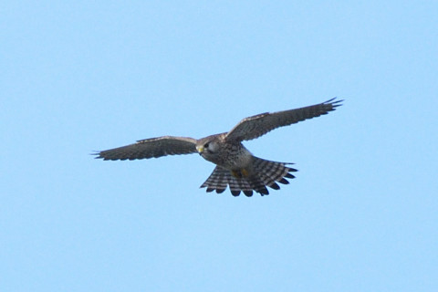 トリミング 2020/11月 SIGMA150-600C+D500 600mm F8 ss1/1250 ISO800 AF-C 25点