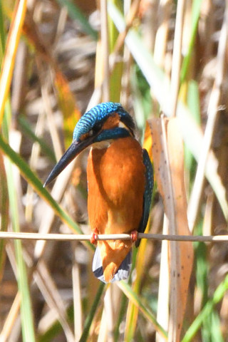 トリミング 2020/11月 SIGMA150-600C+D500 600mm F8 ss1/800 ISO1400
