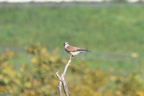 トリミング 2020/11月 SIGMA150-600C+D500 600mm F8 ss1/1250 ISO900