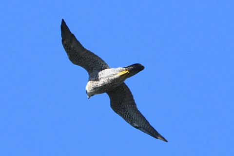 トリミング 2020/11月 SIGMA150-600C+D500 600mm F8 ss1/1250 ISO1000 AF-C 25点