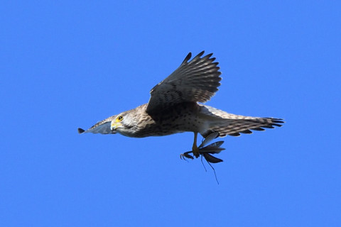 トリミング 2020/11月 SIGMA150-600C+D500 600mm F8 ss1/1600 ISO1250 AF-C 25点