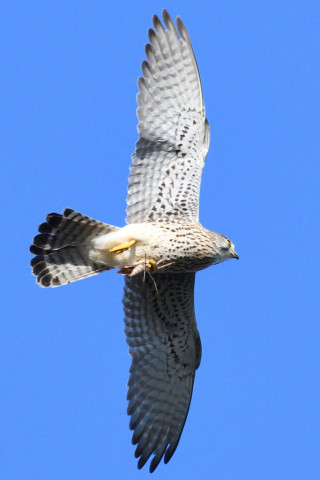 トリミング 2020/11月 SIGMA150-600C+D500 500mm F8 ss1/1600 ISO1400 AF-C 25点