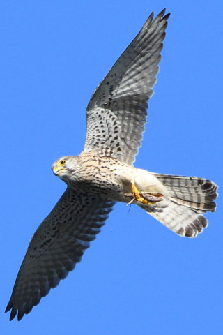 トリミング 2020/11月 SIGMA150-600C+D500 600mm F8 ss1/1600 ISO1400 AF-C 25点