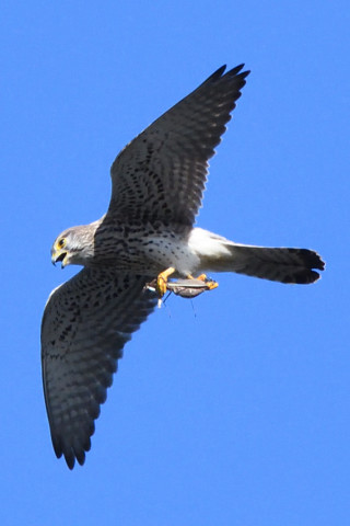 トリミング 2020/11月 SIGMA150-600C+D500 600mm F8 ss1/1600 ISO1600 AF-C 25点