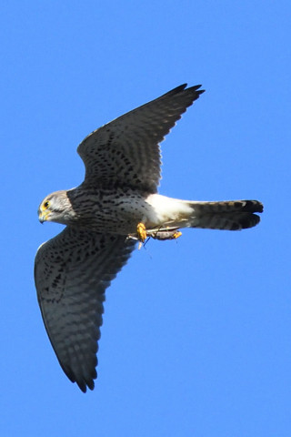 トリミング 2020/11月 SIGMA150-600C+D500 600mm F8 ss1/1600 ISO1600 AF-C 25点