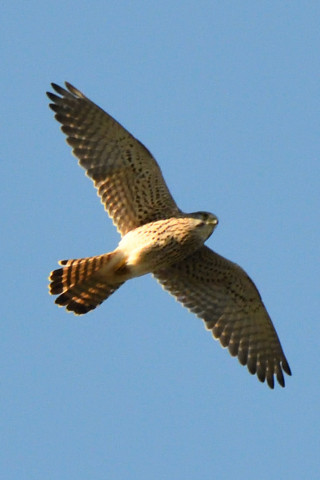 2020/11月 SIGMA150-600C+D500 600mm F8 ss1/1600 ISO1800 AF-C 25点