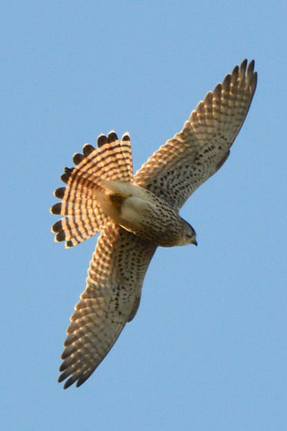 トリミング 2020/11月 SIGMA150-600C+D500 600mm F8 ss1/1600 ISO1200 AF-C 25点