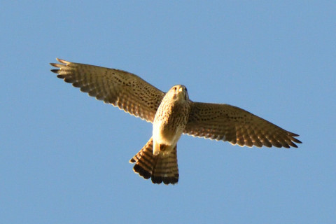 トリミング 2020/11月 SIGMA150-600C+D500 600mm F8 ss1/1600 ISO1200 AF-C 25点