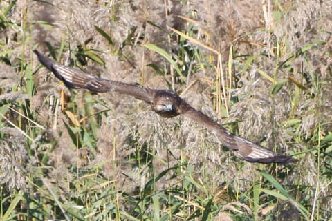 トリミング 2020/11月 SIGMA150-600C+D500 600mm F8 ss1/1250 ISO900 AF-C 25点