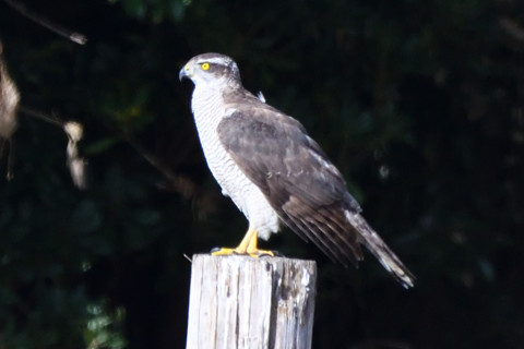 トリミング 2020/11月 SIGMA150-600C+D500 600mm F8 ss1/1250 ISO1000